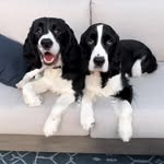 Penelope & Piper - @penny.and.piper.pups - Instagram