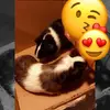 Penelope & piper❤️ - @penelope_piper15 - TikTok