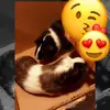 Penelope & piper💞 - @penelope_piper4 - TikTok