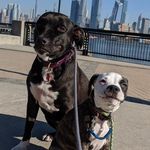 Penelope & Piper Palmieri - @pennyandpipes - Instagram