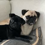 Penelope and Piper - @penny_and_piper_pugs - Instagram