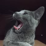 Penelope Piper - @piperbabykitten - Instagram