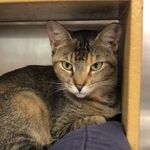 Penelope Piper - @penelope.piper.meow - Instagram