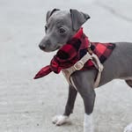 Penelope Piper - @iggyontheranch - Instagram