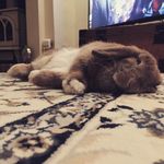 Penelope Piper - @the_bunny_penelope - Instagram