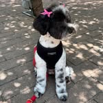 Penelope Piper 🐾 - @pennypipertheminischnauzer - Instagram