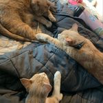 Penelope, Piper and Ziggy - @penelopepiperziggy - Instagram