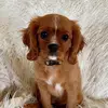 Penny - @penelope_piper_louise - TikTok