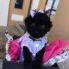Piper Penelope the Toy Poodle - @piperpenelope_toypoodle - TikTok