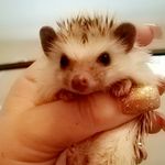 Penelope Ray👑 - @misspenelopethehedgie - Instagram