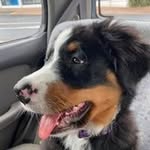 Penelope Ray - @discothewaihekeberner - Instagram