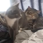 @ryder_penelope.kittys78 - Instagram