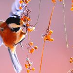 Penelope Schmidt - @featherandsong - Instagram