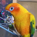 Loki, Penelope, Stark, Fiona, Yuki - @mylittleflock_ - Instagram