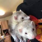 Penelope.stuart - @penelope.and.stuart - Instagram
