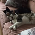 Sophie, Penelope & Stuart🐾❄️⛄️ - @_tinytoons - Instagram