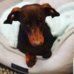 Penelope Todd - @penelopetodd123 - Instagram
