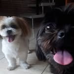 Penélope e Toddy 🐾 - @penelope_e_toddy - Instagram