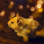 Penelope Marie Tracy - @peanutdahampster - Instagram