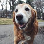 Penelope Tuttle - @pupnamedpenel - Instagram
