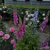 Penelope C875 - @penelopevan16 - TikTok