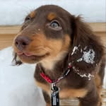 Penelope Vaughn - @peenietheeweenie - Instagram