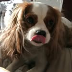 Penelope Vaughn - @penelopepuppyvaughn - Instagram