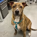 Penelope Vaughn - @a_dognamed_penelope - Instagram
