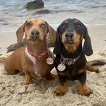 Penelope & Wallace ✨ - @penelope.wallace.thesausages - Instagram