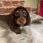Penelope Webb - @_pennythedachie - Instagram