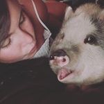 Penelope Princess Weber - @penelopedapig - Instagram