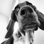 Penelope Williamson - @msbasset_penelope - Instagram