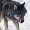 I can jump high - @penelope_the_wolf - TikTok