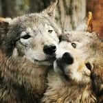ペネロペ - @penelope_wolfgaw - Instagram