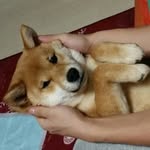 棚川海里 - @pengchuankai - Instagram