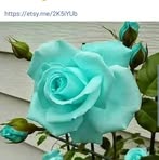 Pennie Brown - Facebook