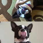 Rosco & Penny - @rosco_penny_akin_ - Instagram