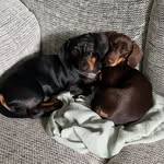 Penny, Albert and Norman 🐾 - @nap_adventures - Instagram