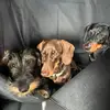 Penny, Albert and Norman 🐾 - @nap_adventures - TikTok