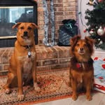 Penny and Albert - @penny.and.albert - Instagram