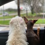 Penny and Albert - @pennyandalbert - Instagram