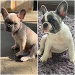 Pip & Al - @pennypippalbertthefrenchies - Instagram
