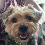 Penny Allison 🇬🇧🐶 - @pennytheyorkiepoo - Instagram