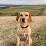 Penny Ames - @pennythecornishlab - Instagram