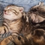 penny and ash🐾 - @penny.ashh - Instagram