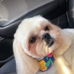 Penny - @penny_a_shihtzu - Instagram