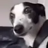 penny<3 - @penny.and_asher - TikTok