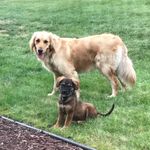 Penny, Tuck, and Asher - @penellythepupandco - Instagram