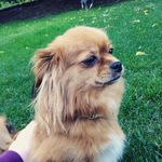 Penny Bacon Shippelt - @penny__bacon1010 - Instagram
