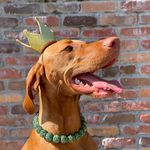 Penny || the Hungarian Vizsla - @justbarelypenny - Instagram